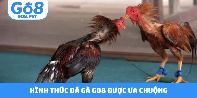 Hình thức đá gà GO8 được ưa chuộng